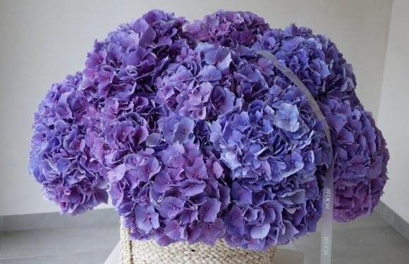 Уникальная эстетика гортензий для любого букета